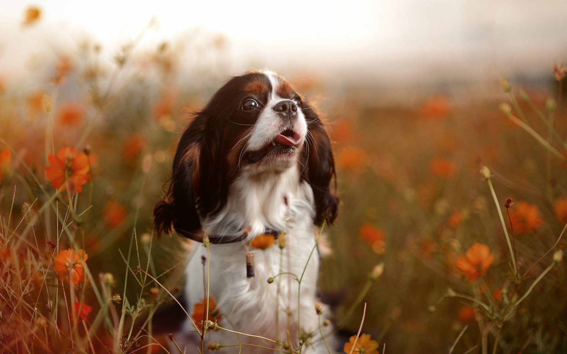 perro naturaleza estado de ánimo