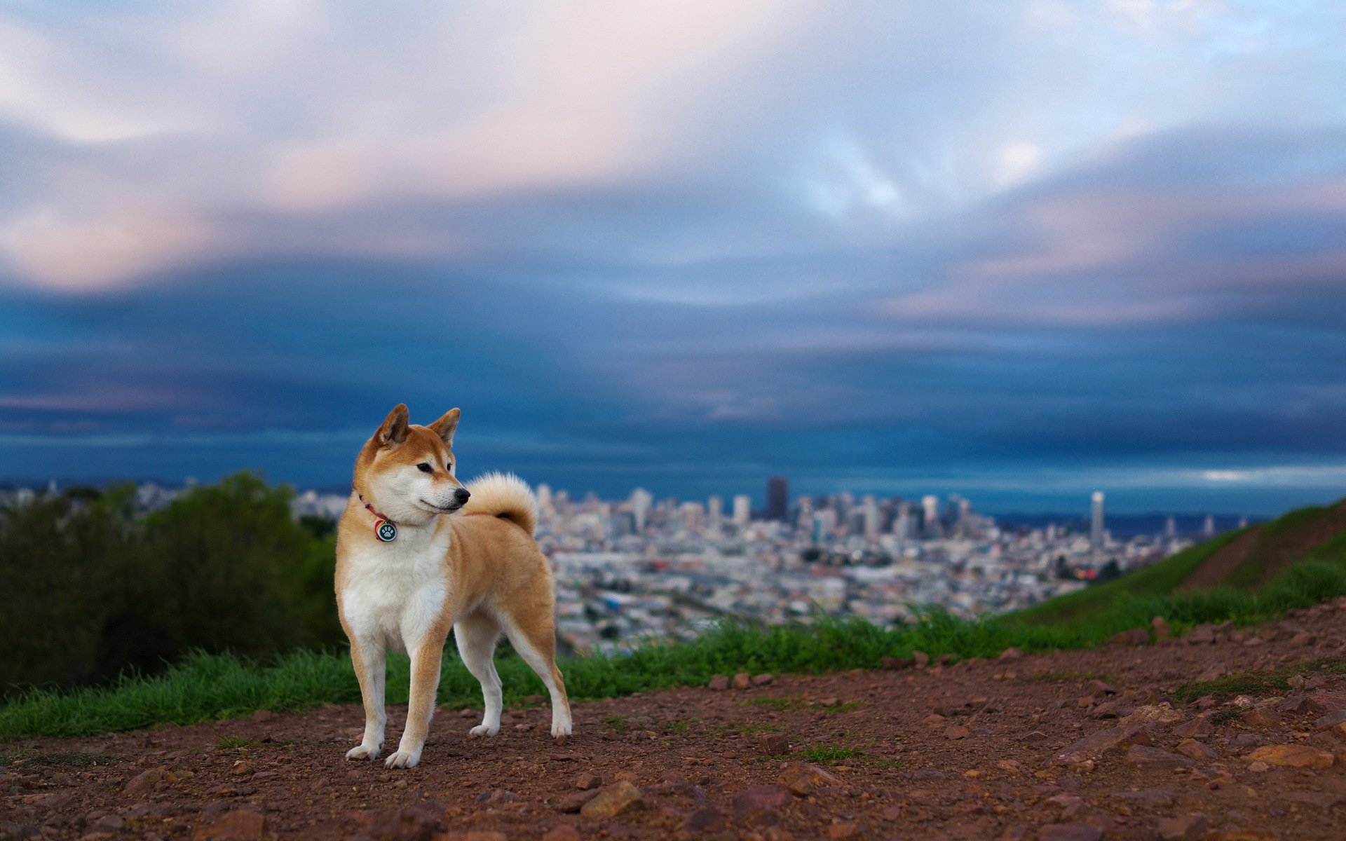 dog other background