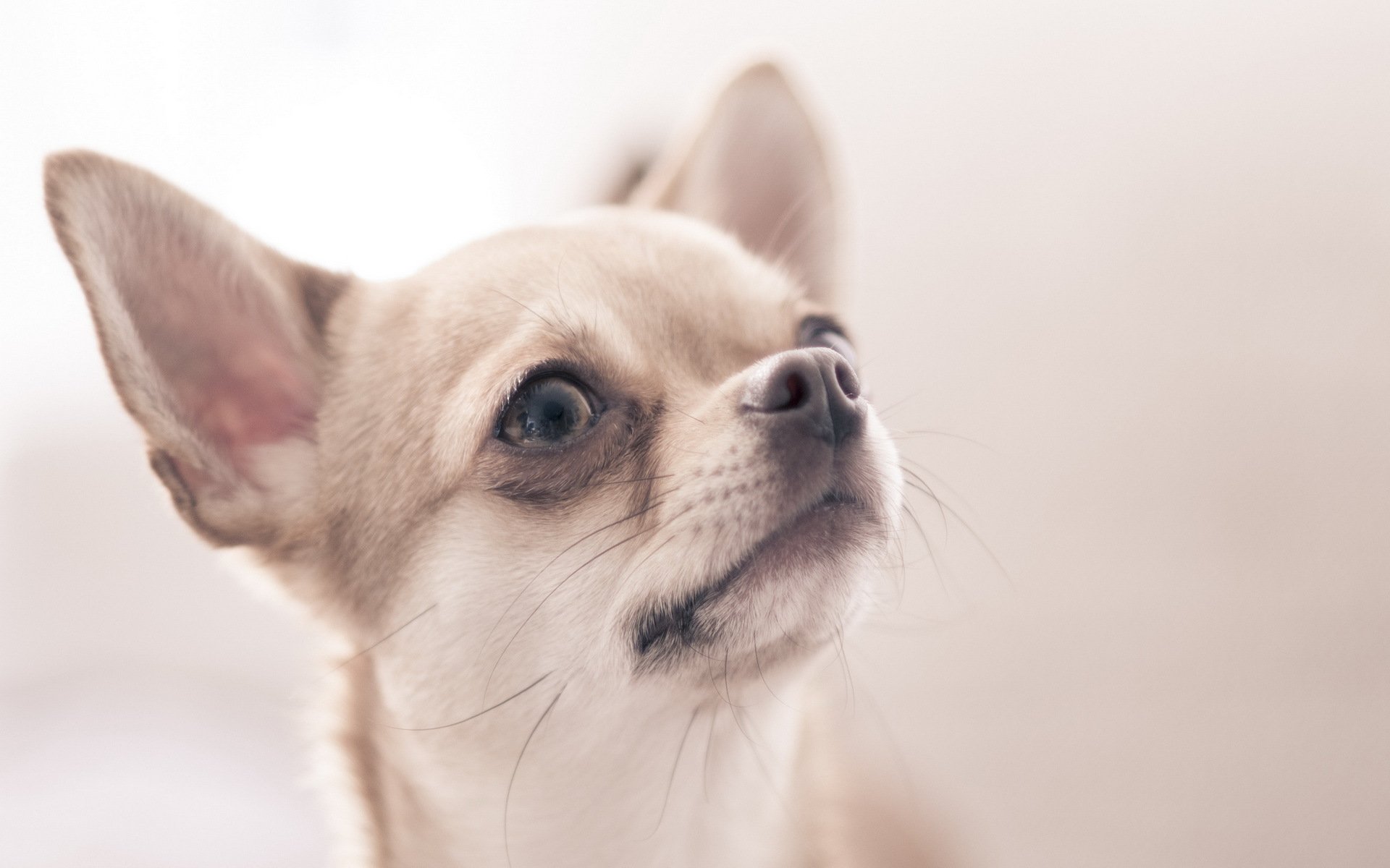 chihuahua hund blick