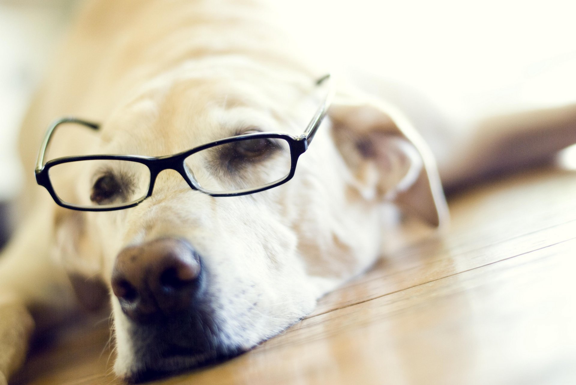 labrador retriever okulary kufa