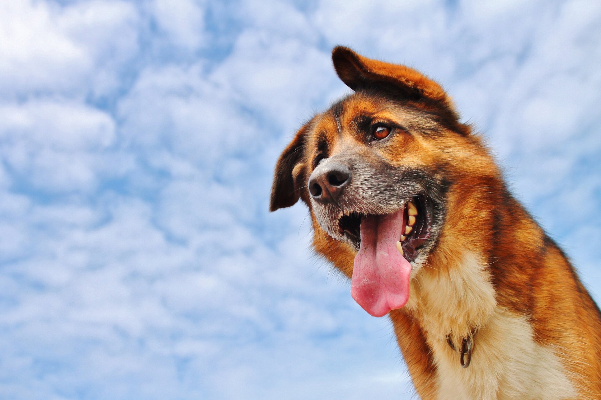 perro lengua nubes