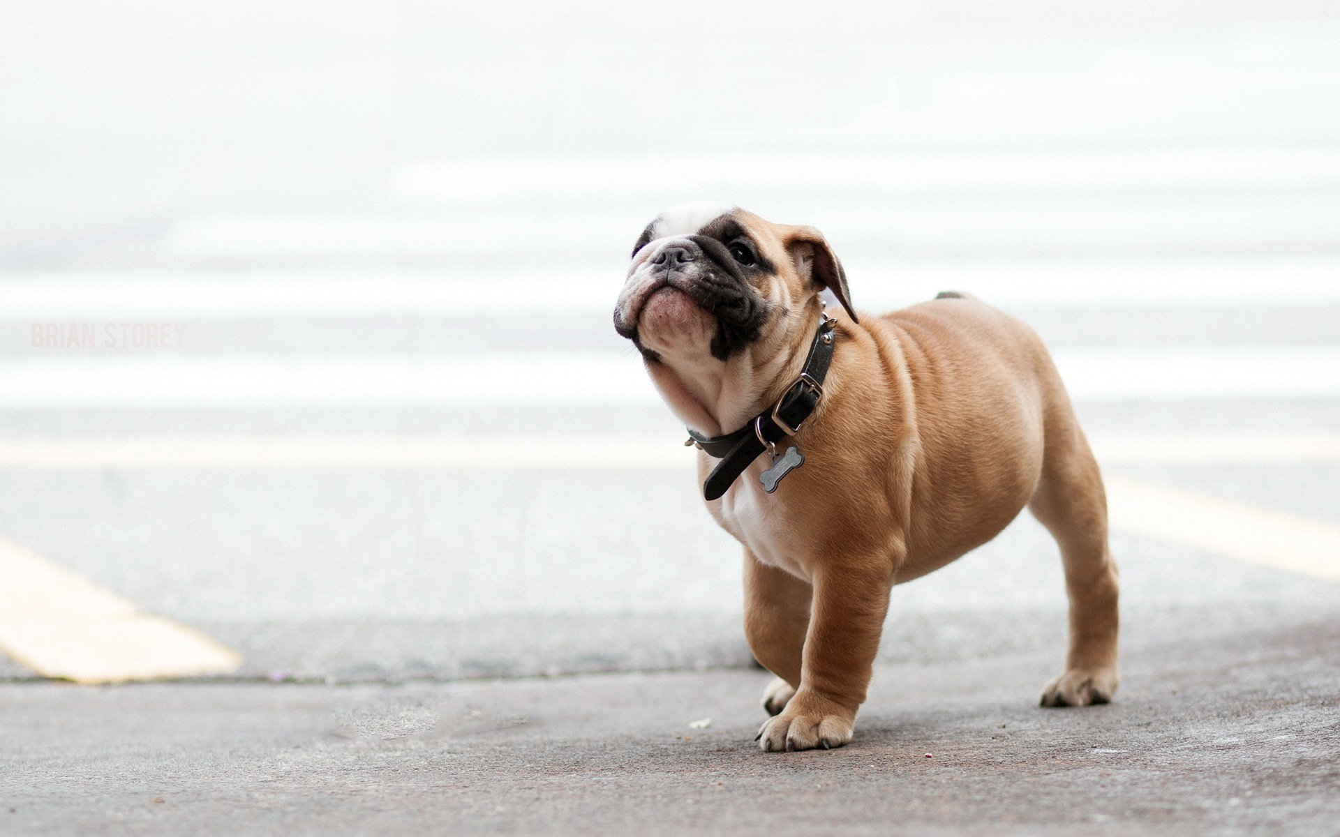 chien chiot promenade