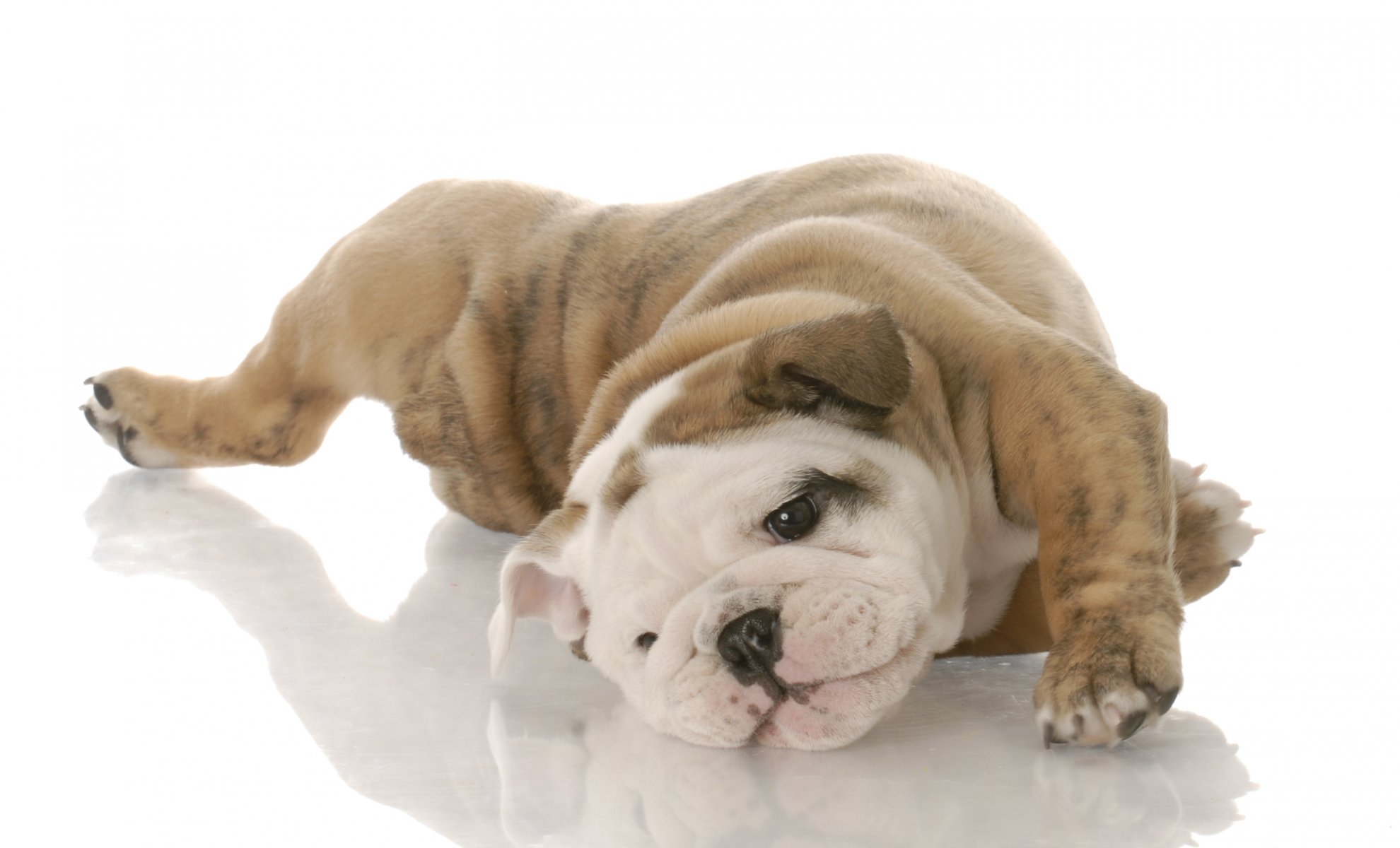 dog puppy english bulldog white background