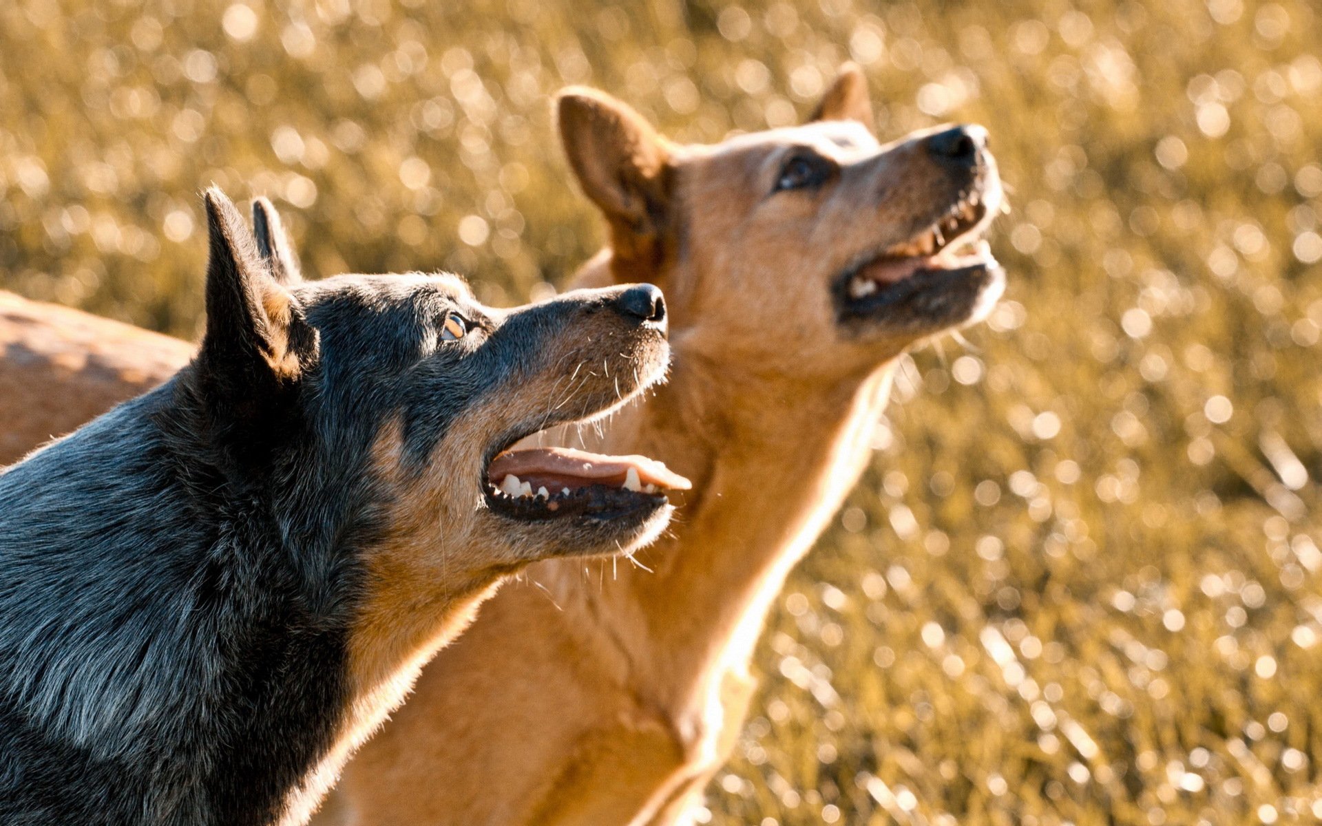 chiens nature fond