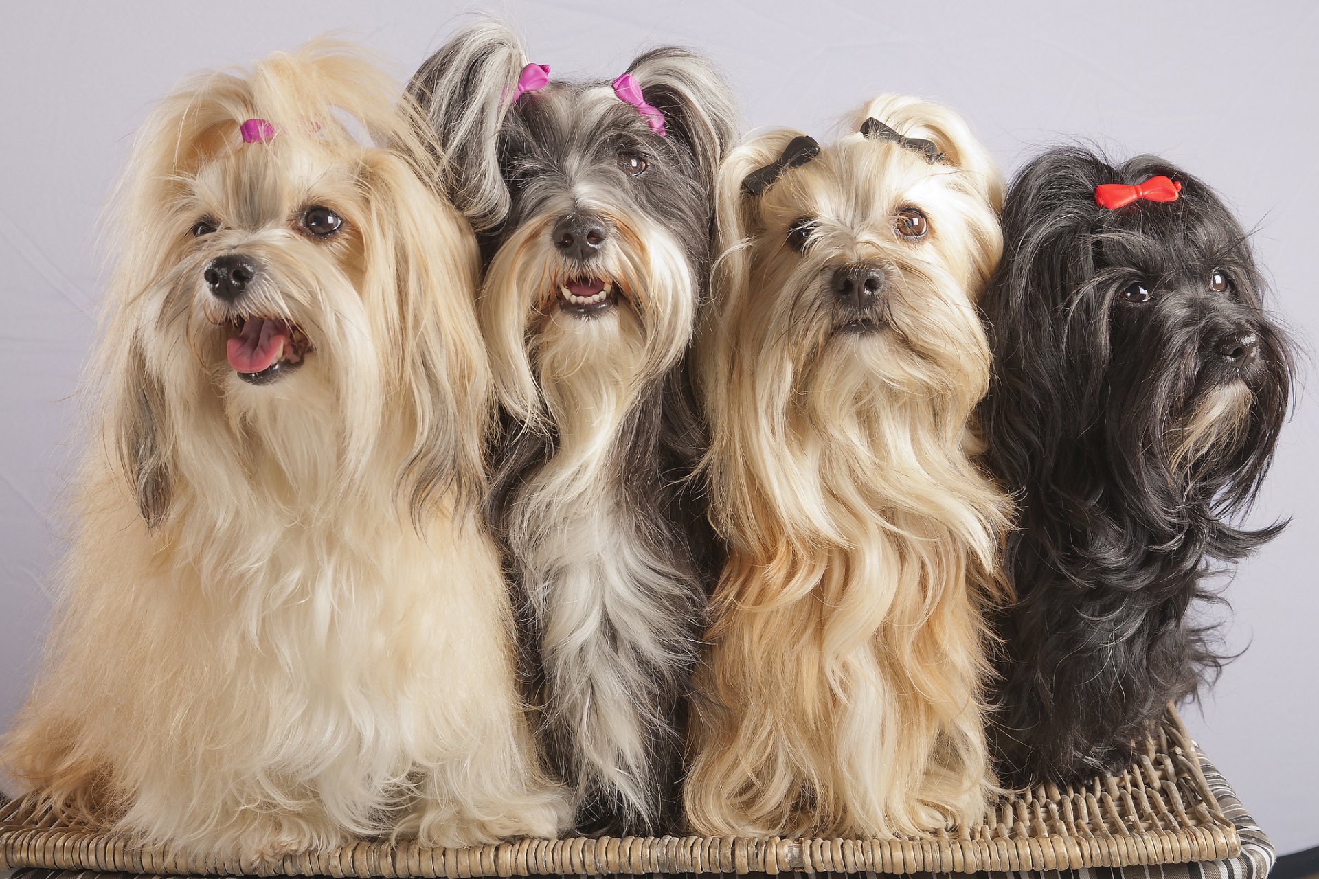 bichon havanais quatuor épingles à cheveux
