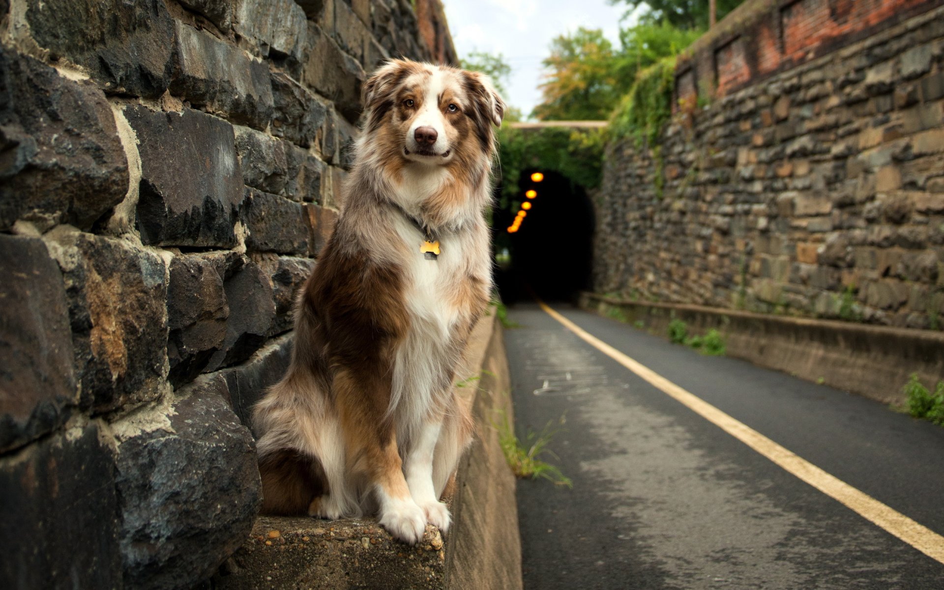 dog road other