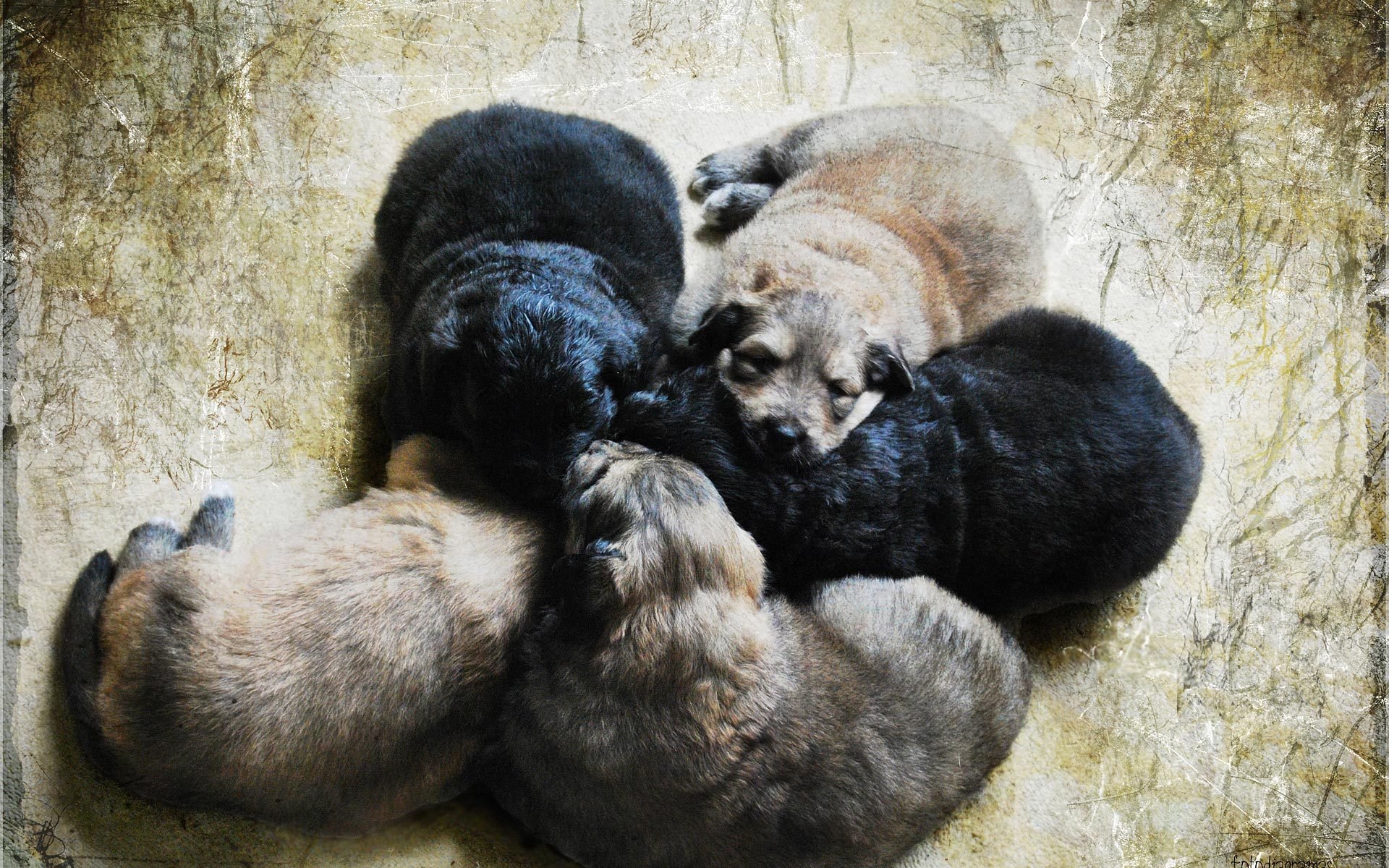 cachorros niños pequeños cinco piezas perros
