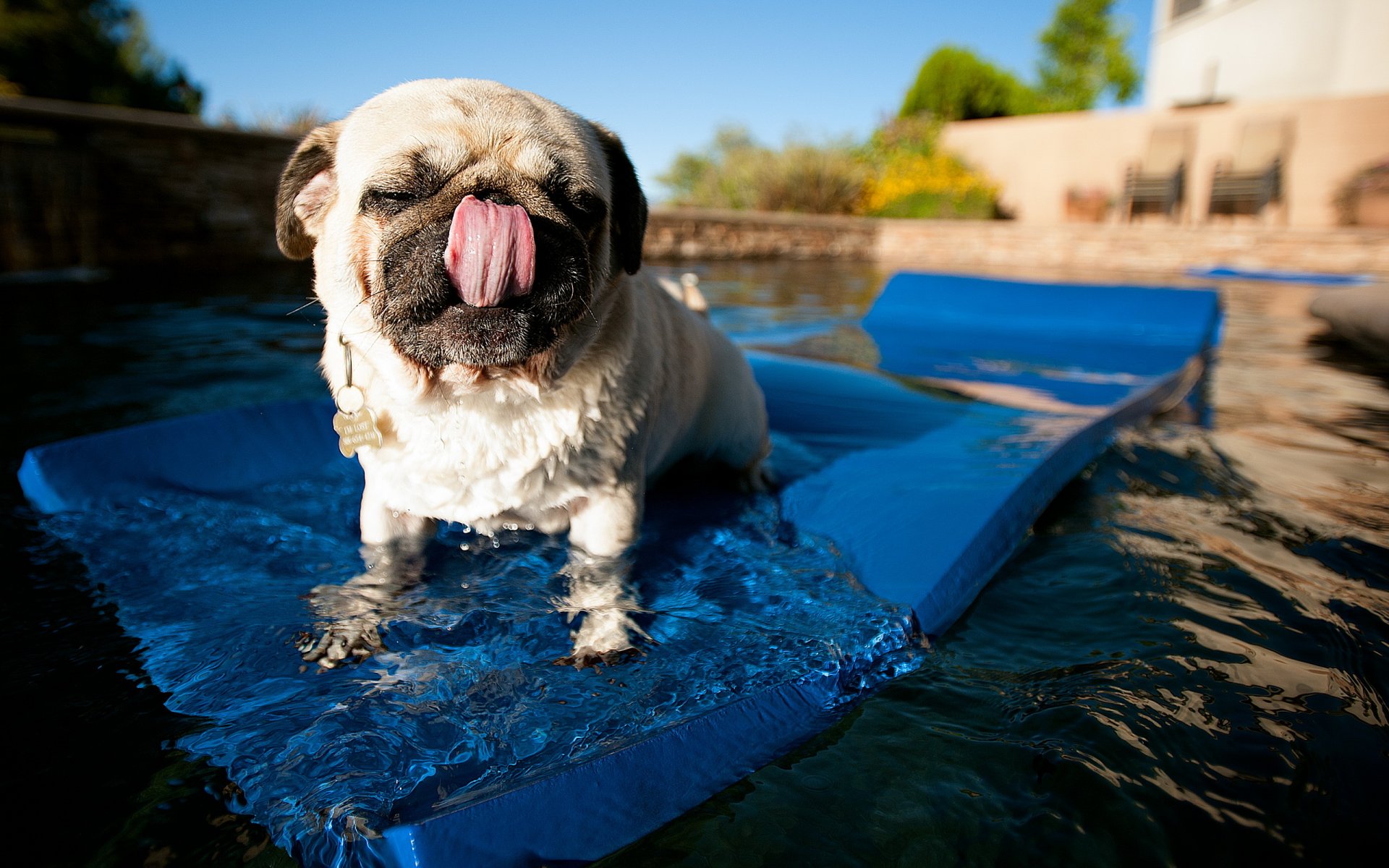 dog pug background water