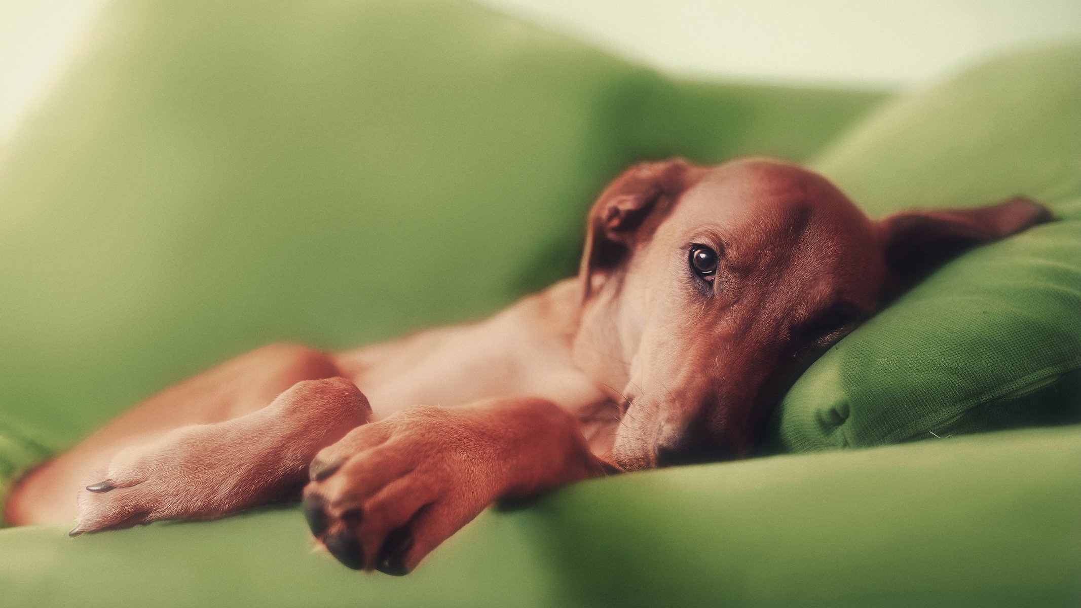 perro pelirroja sofá patas