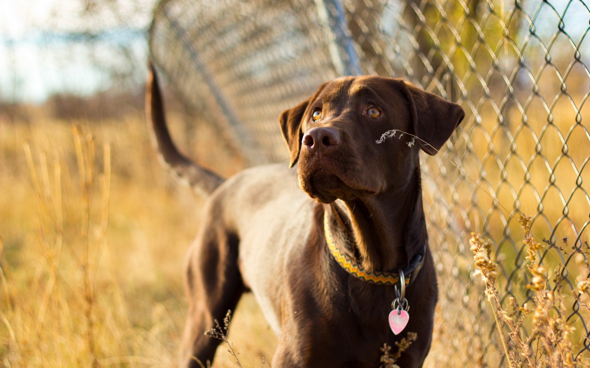 dog view other fence