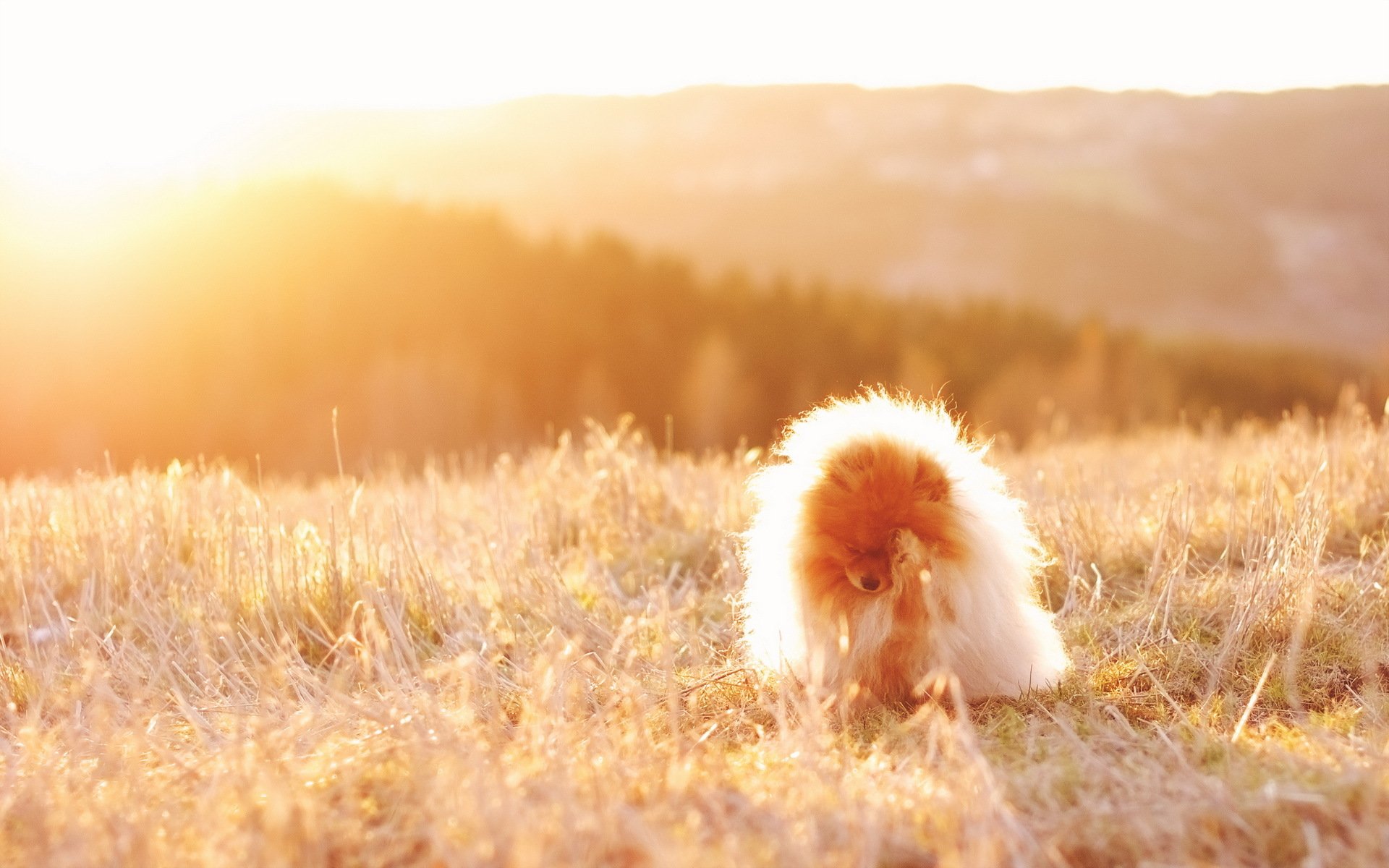 hund feld licht