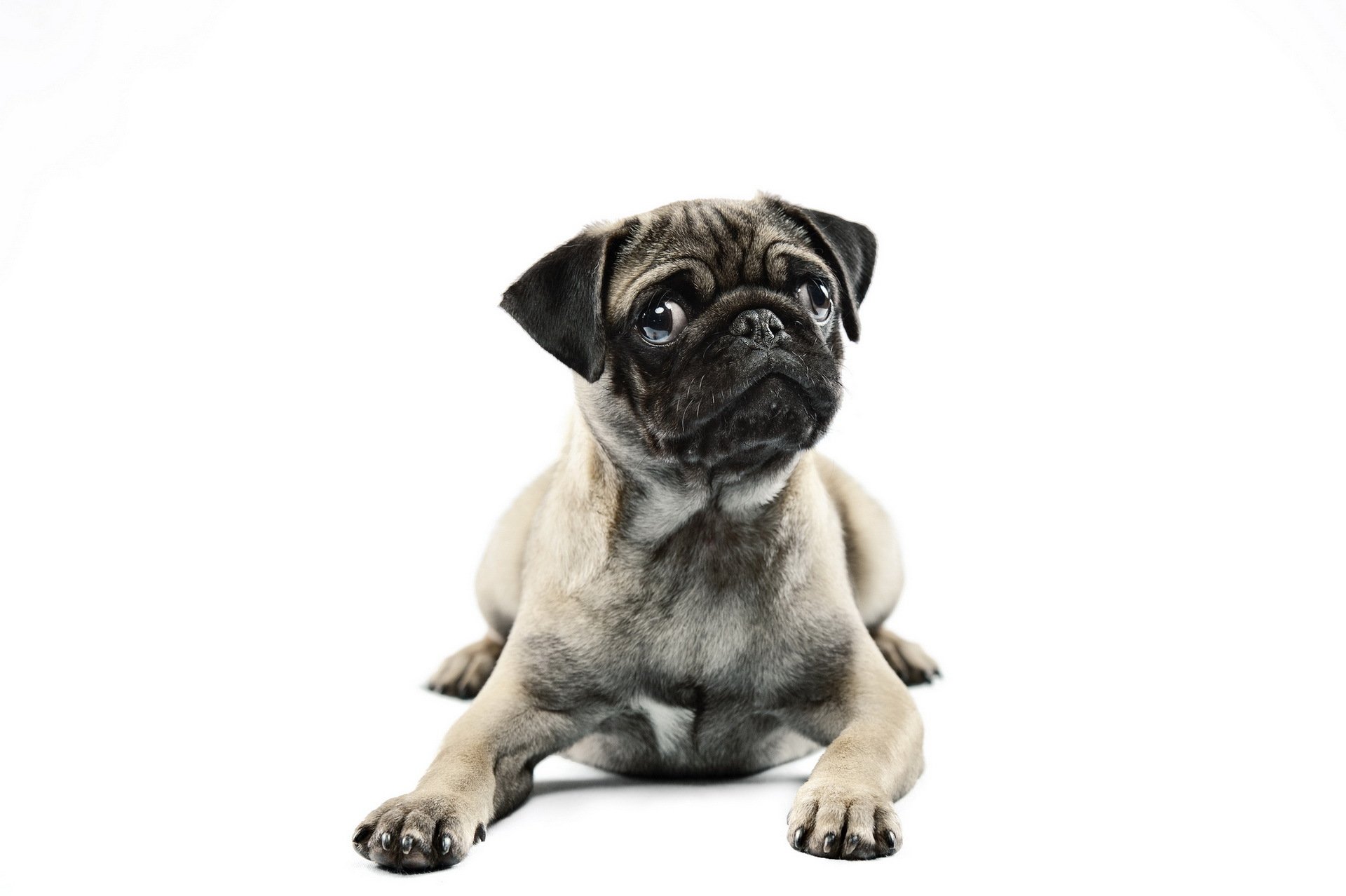 perro pug mirada