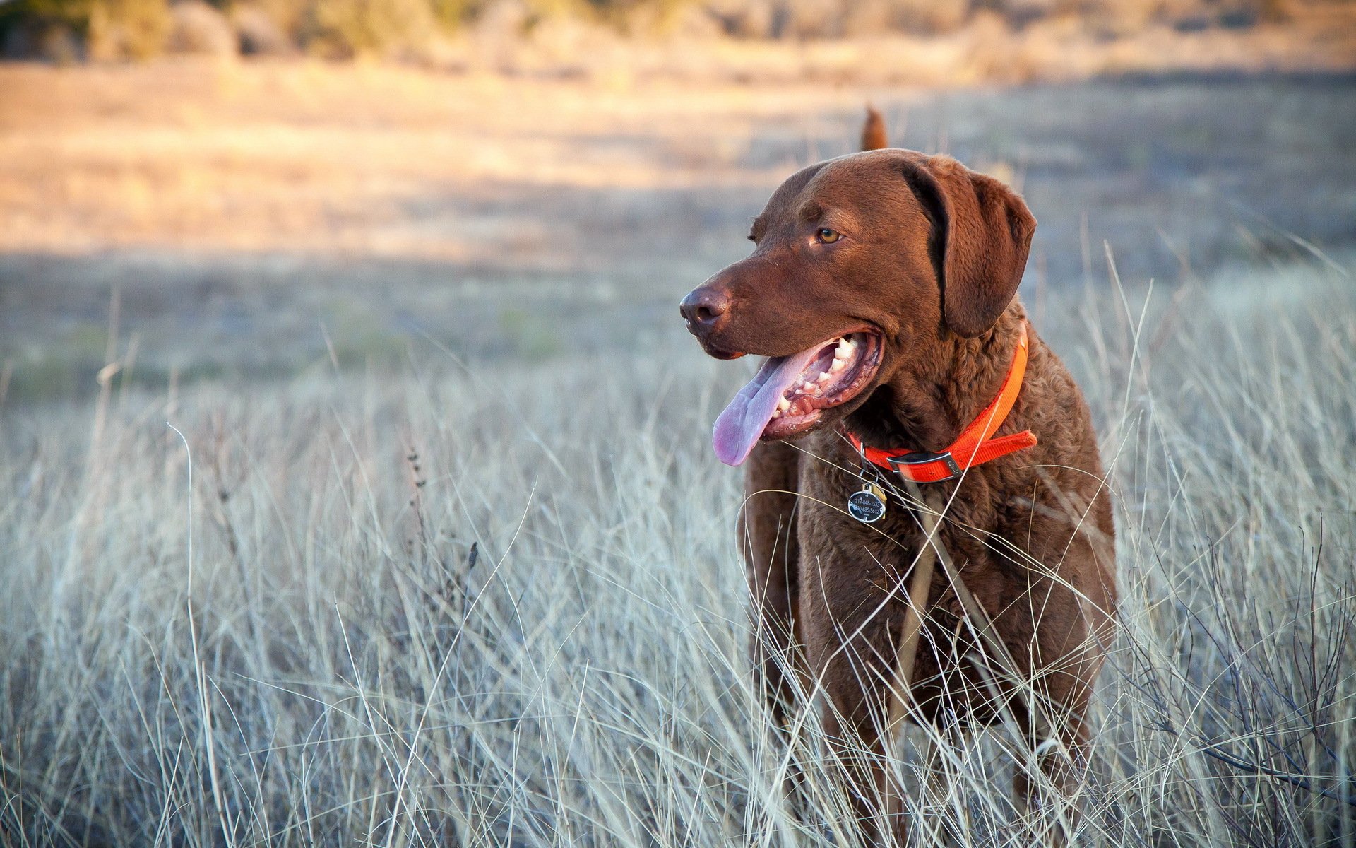 cane amico campo