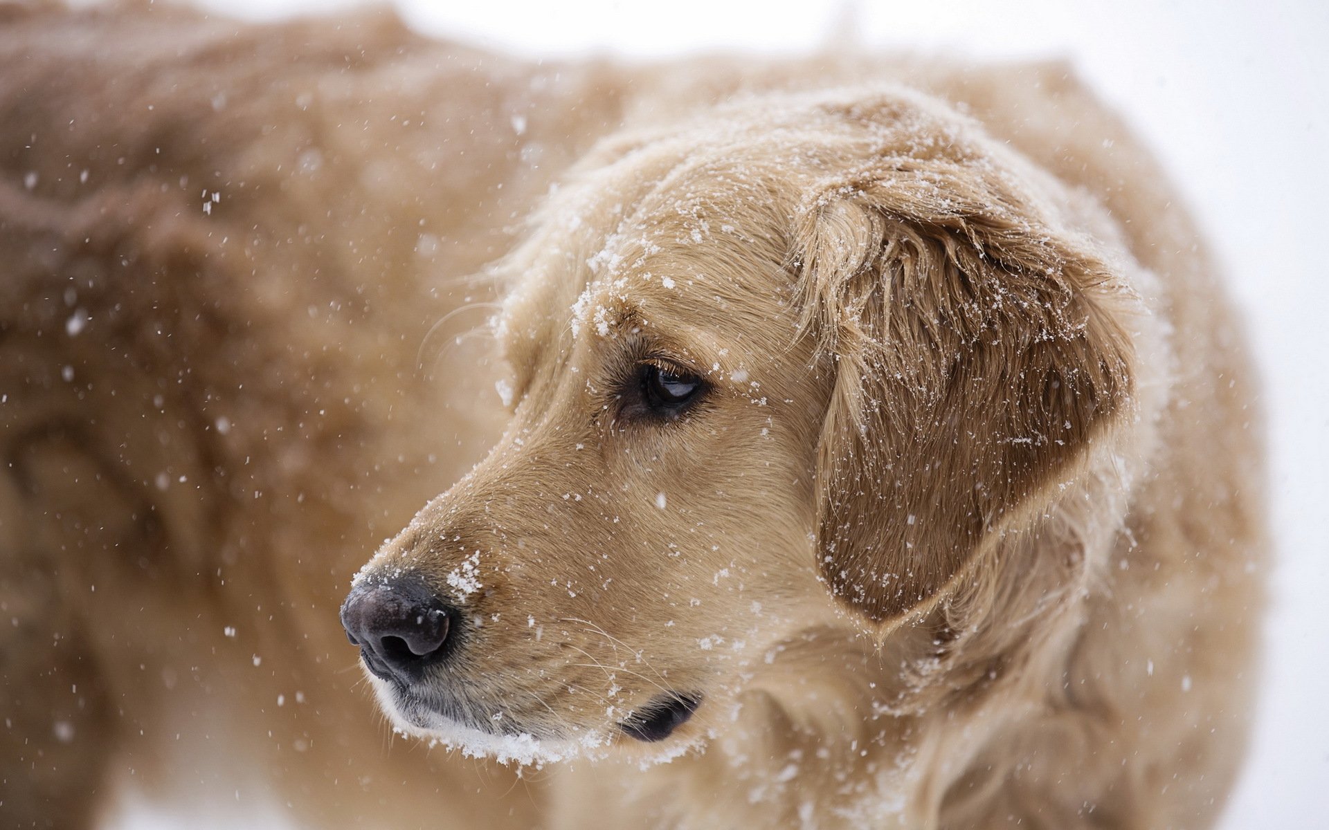 dog other snow