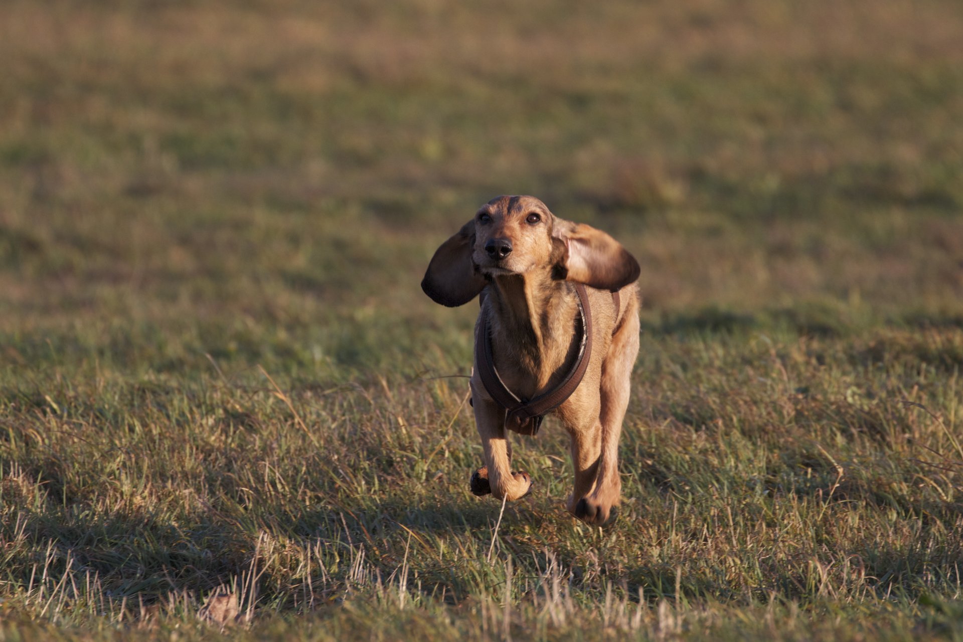 hund laufen gras feld stimmung