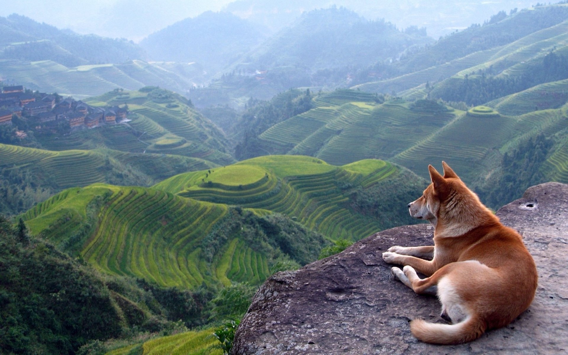 chien vue paysage montagnes