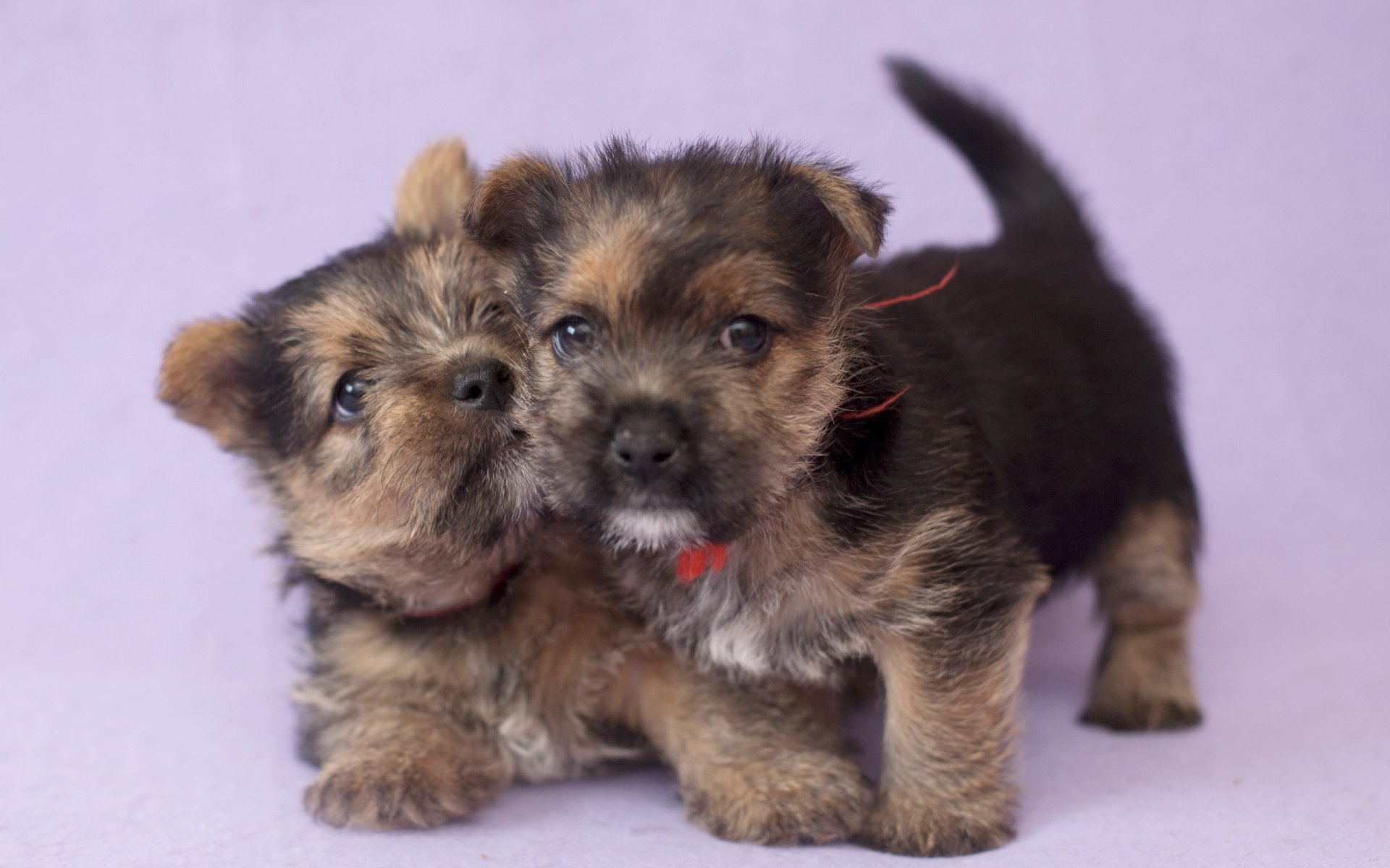 hunde welpen haus