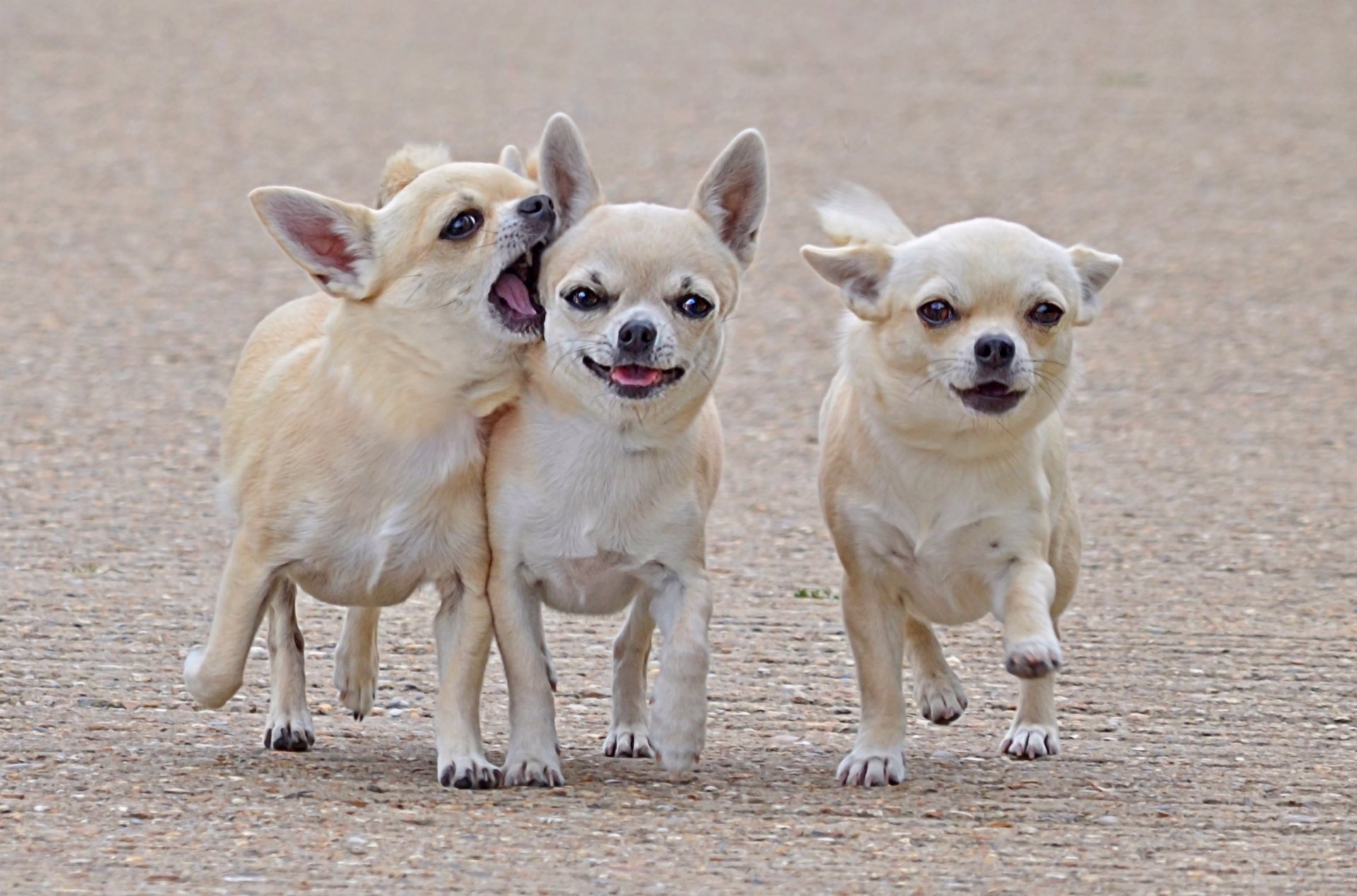 chihuahua tres amigos compañeros perros paseo