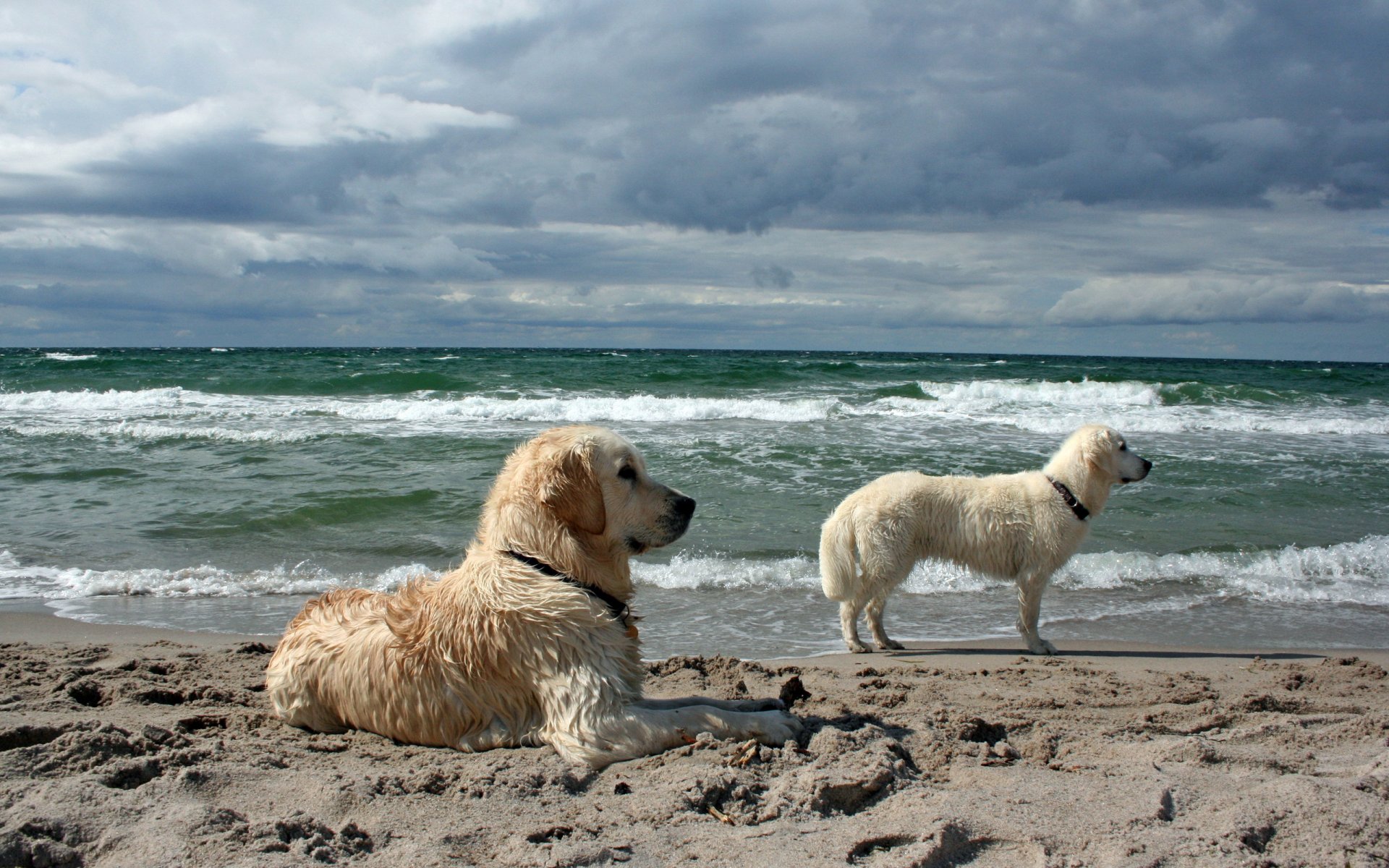 hunde meer hintergrund