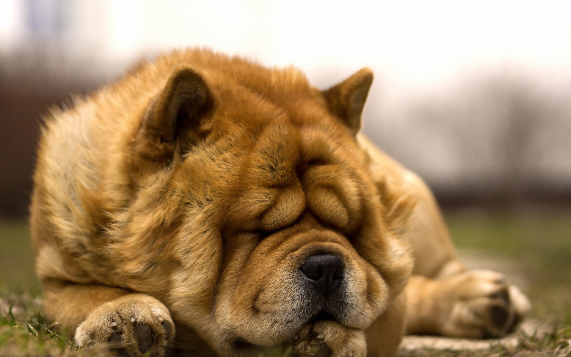 leeping time dog other