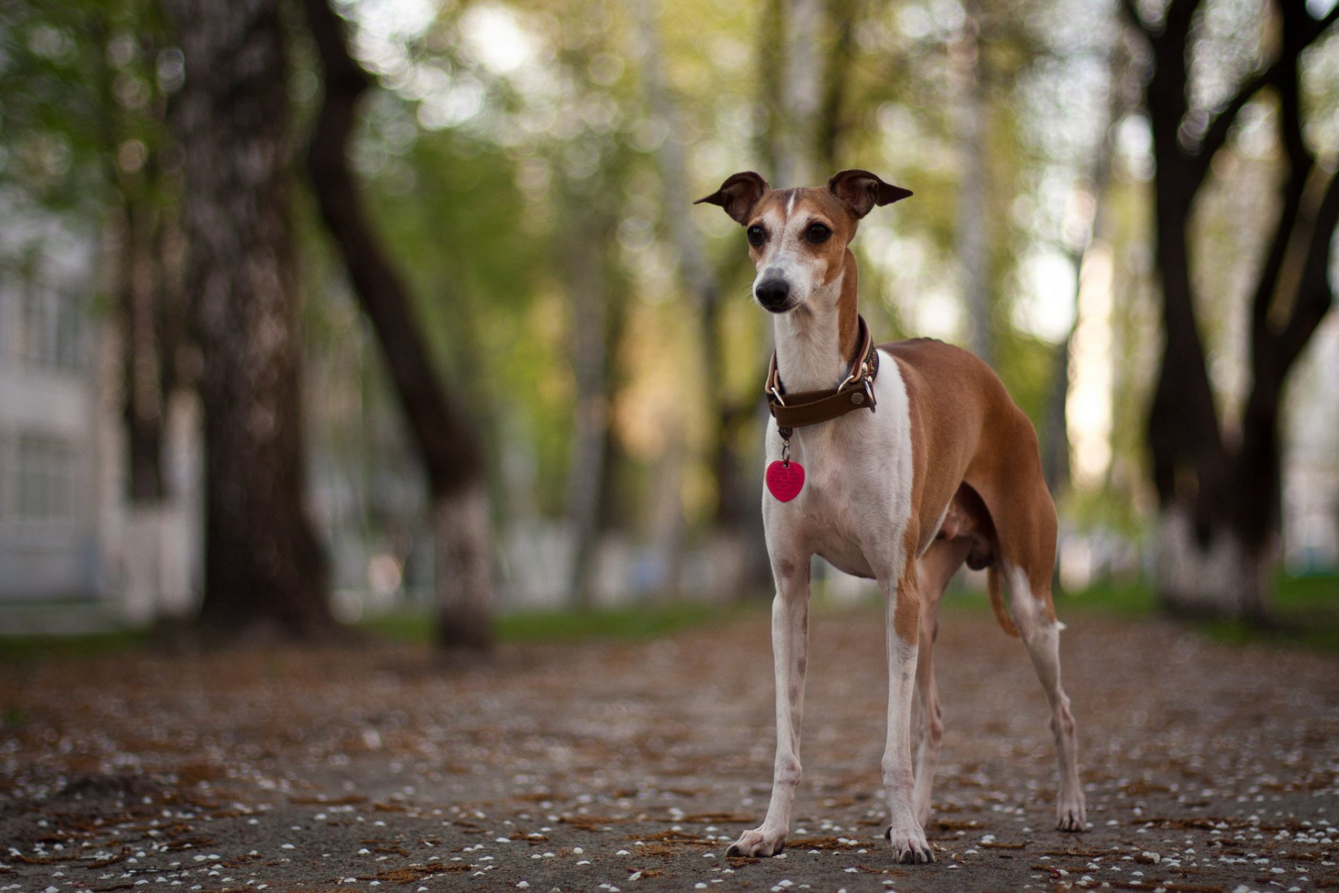 dog street background