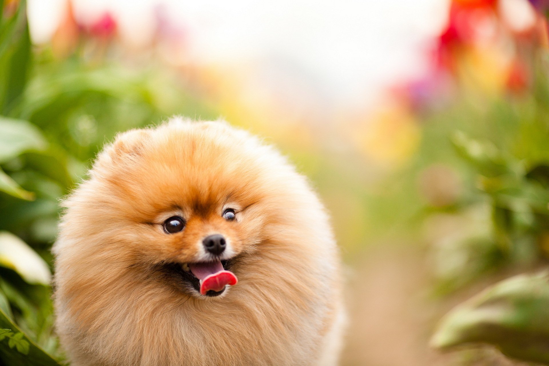 perro mirada fondo