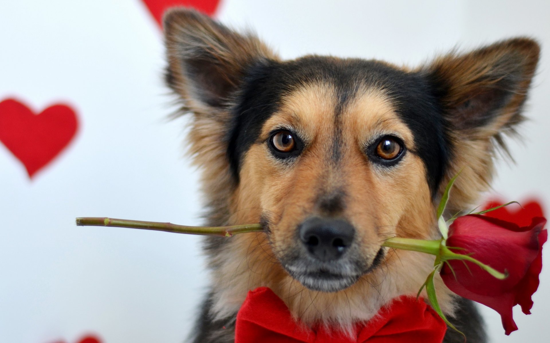 chien regard rose