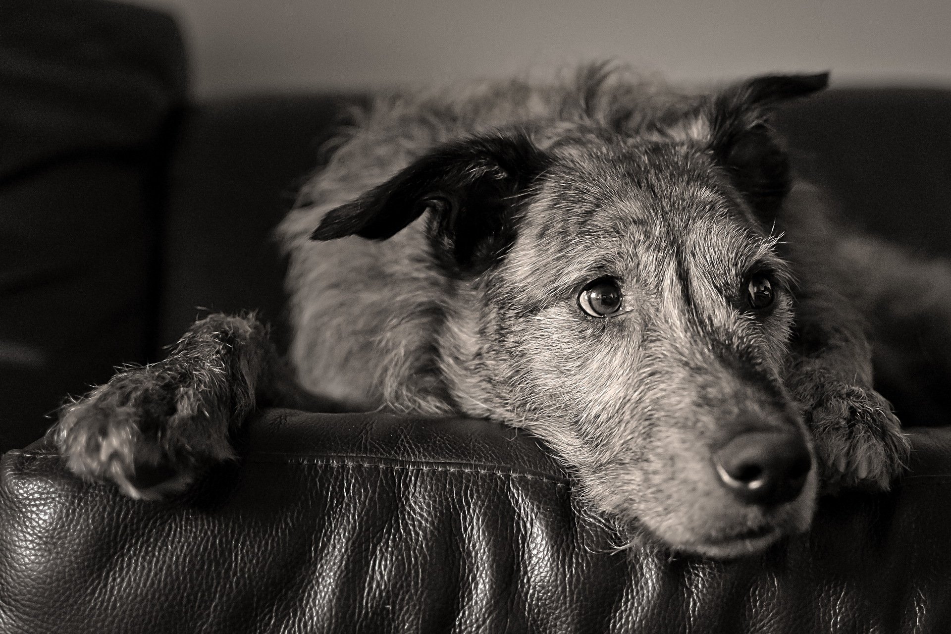 hund blick freund