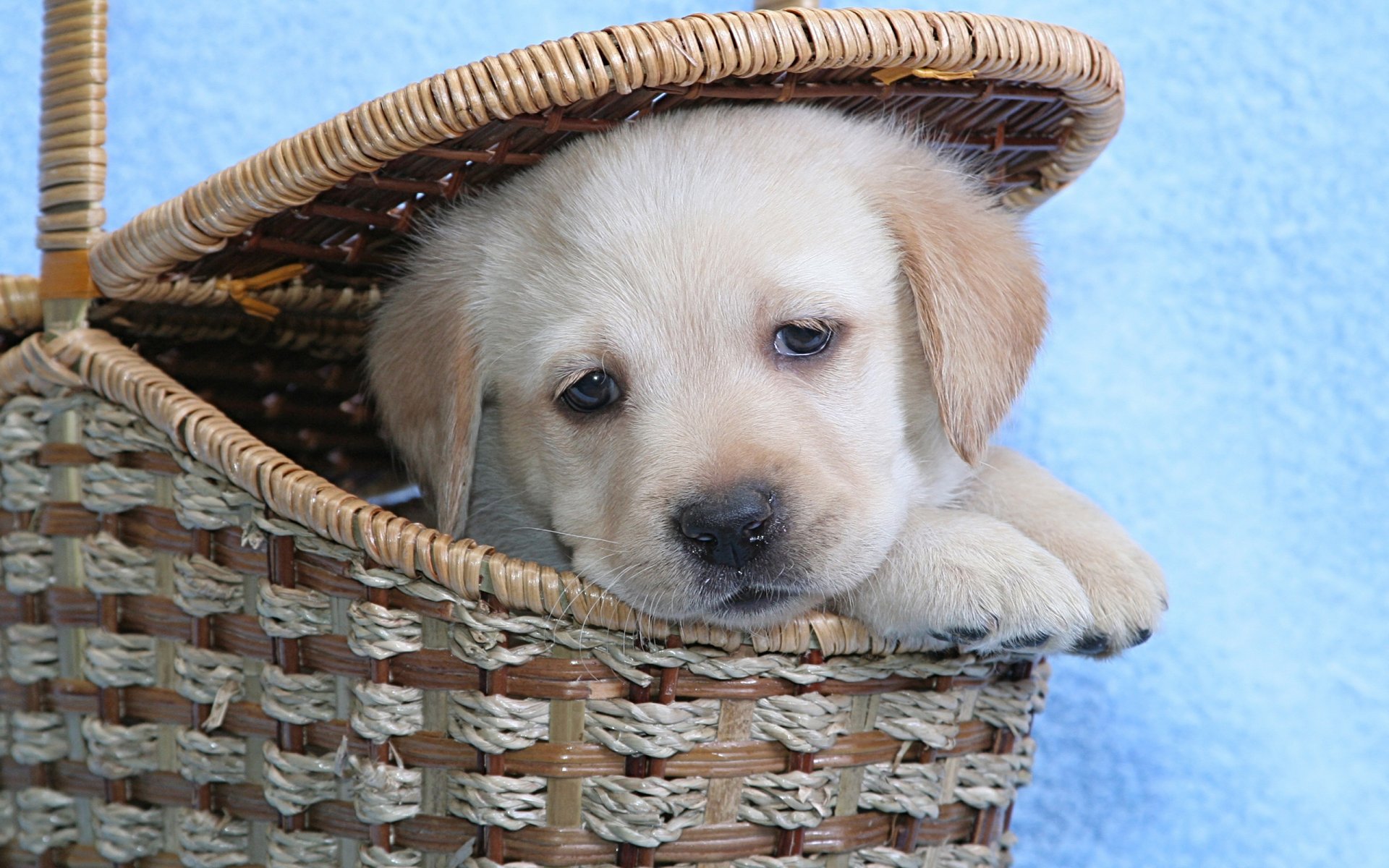 cucciolo labrador carrello