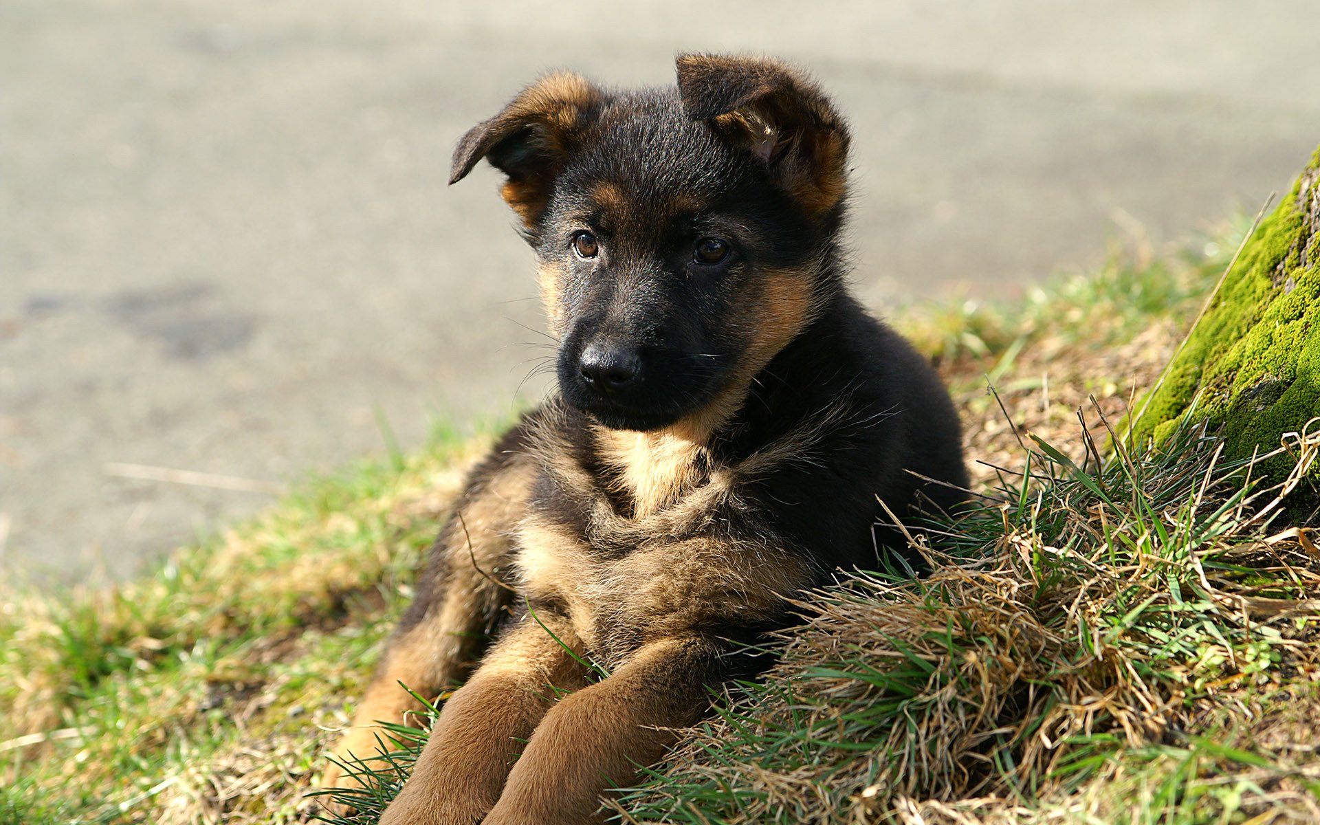 welpe hund gras
