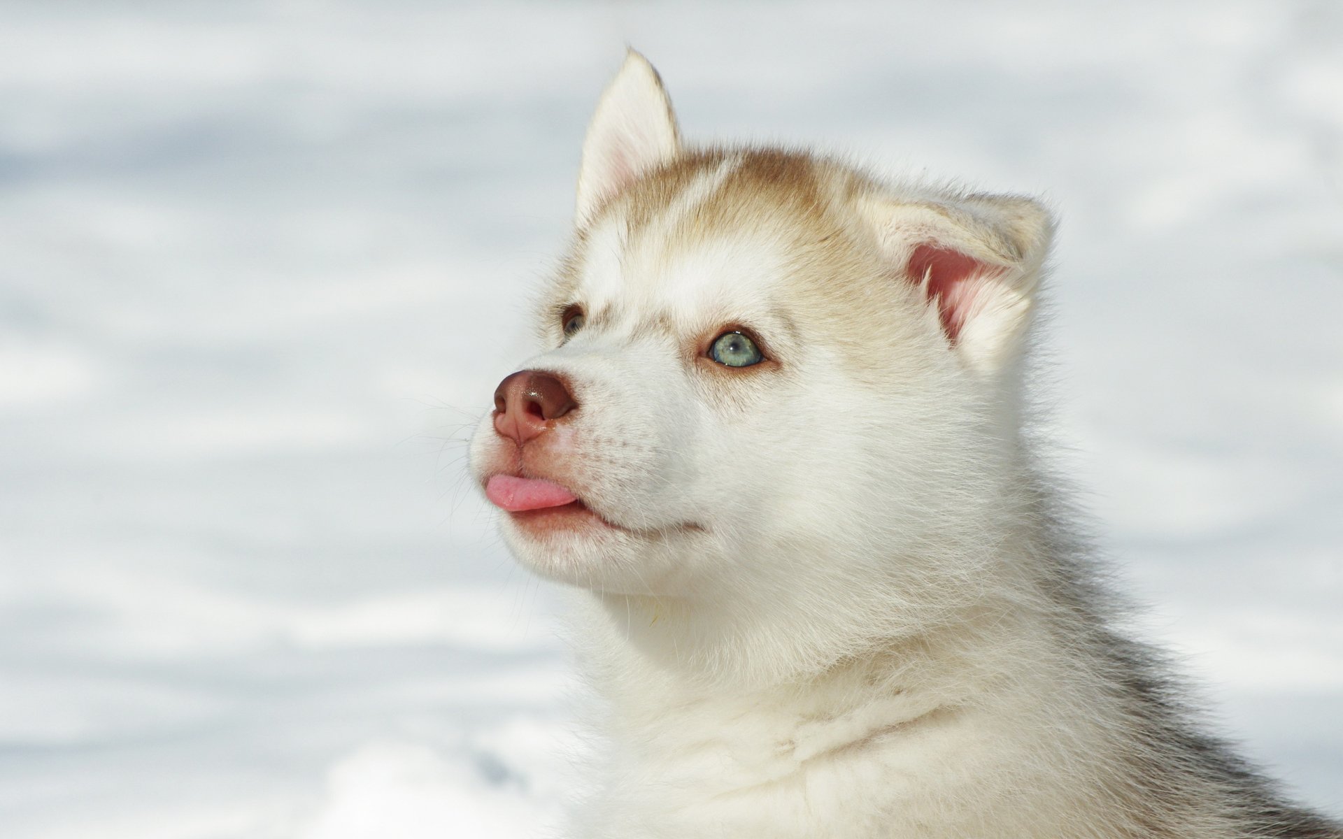 perro cachorro husk