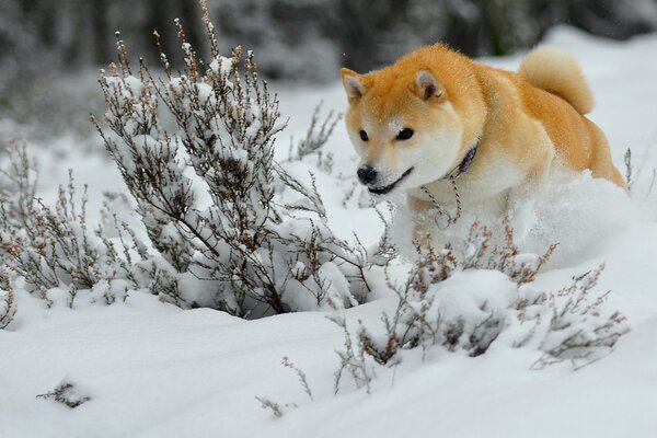 Chien roux dans la neige blanche