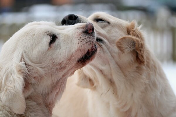 Foto macro di cani