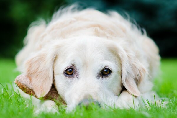 La triste mirada de un perro en el césped