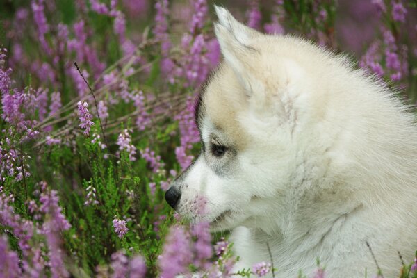 Dog colors nature puppy