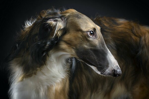 A beautiful greyhound is a devoted friend