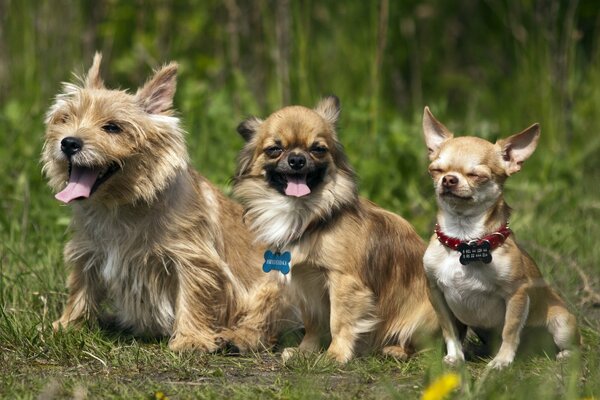 Doggy friends went for a walk