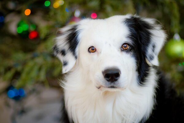 Photo of a black and white dog at the Christmas tree