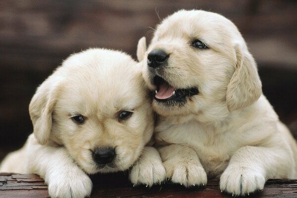 Photo de deux petits chiots blancs