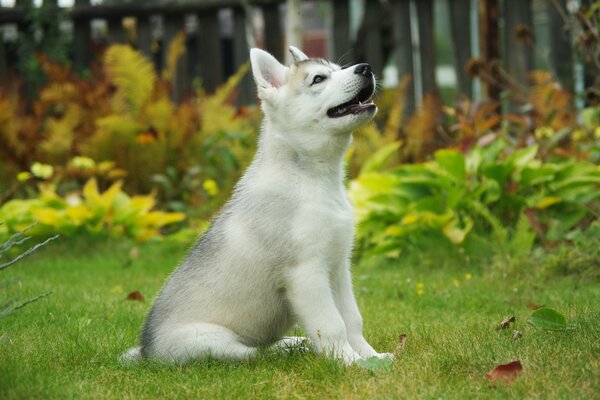 Husky sentado en la hierba