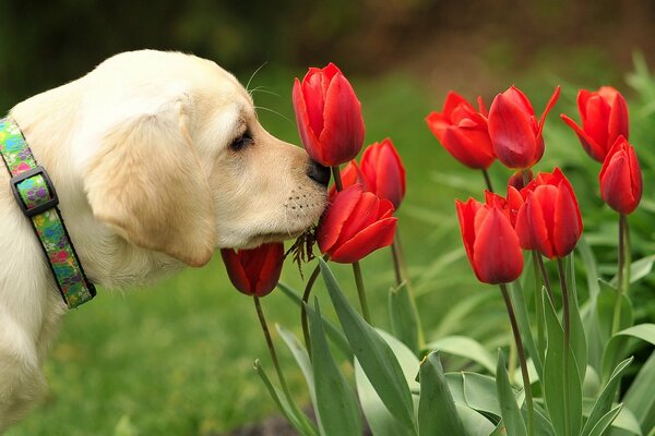 A photo of a dog getting to know a poirot