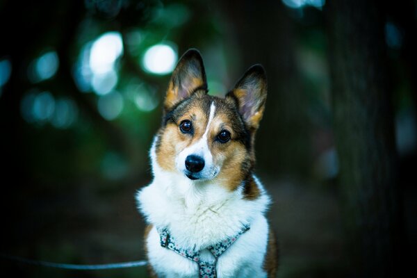 La mirada amable del perro Welsh Corgi