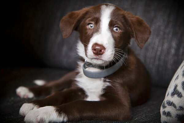 Brauner Hund auf der Couch