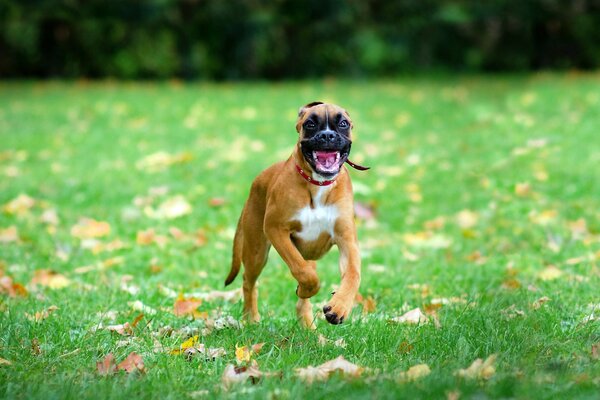 I like to run on the grass with my muzzle in the leaves