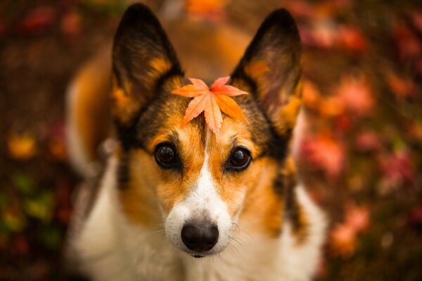 Herbstblatt auf Hund mit nachdenklichem Blick