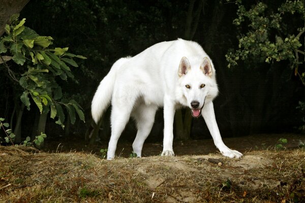 Perro aterrador en el fondo de los árboles