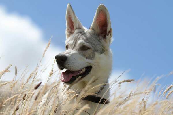 Perro contra el cielo en la hierba
