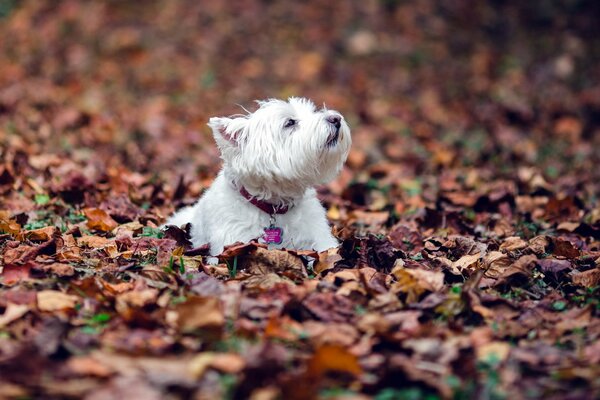 Der Hund badet im Herbst im Laub