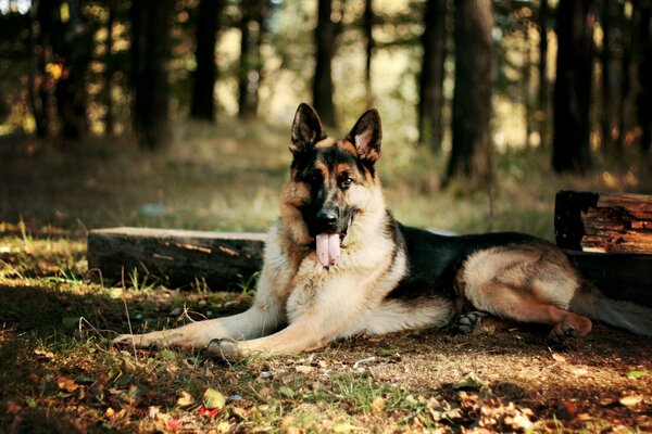 Chien de berger se repose sur le feuillage tombé dans la forêt