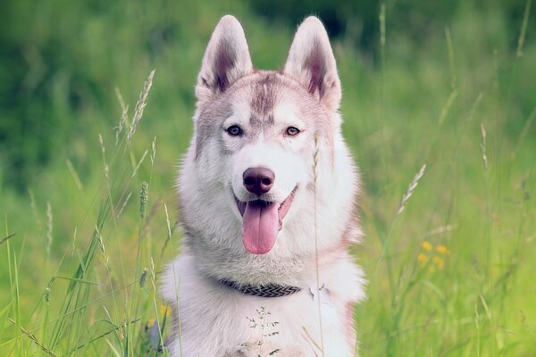 Husky se sienta en un campo verde, sacando la lengua